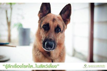 รู้ลึกโรคไต ในสัตว์เลี้ยง